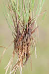 Epiphytic flatsedge